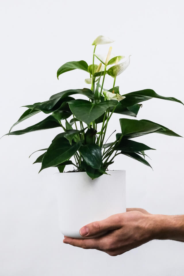 medium-sized indoor plants